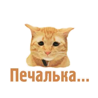 😞 Печалька... gatto, triste, sticker, carino, gattino, animale telegram sticker