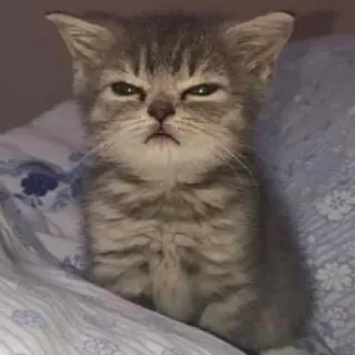 👿 kitten, cat, angry, cute, animal, pet telegram sticker