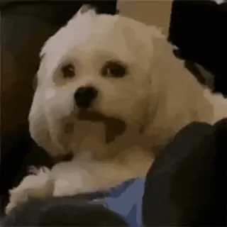 🐶 강아지, 귀여운, 동물, 애완동물, 강아지, 흰색, 보송보송한 whatsapp sticker
