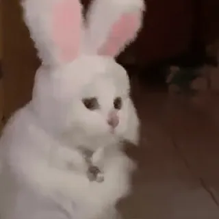 🐰 cat, bunny, animal, costume, pet, cute, funny telegram sticker