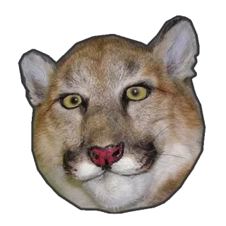 😶 Puma, Leão da montanha, Gato, Animal, Vida selvagem, Predador telegram sticker