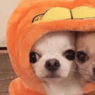 🥺 hond, chihuahua, puppy, schattig, oranje, hoodie telegram sticker