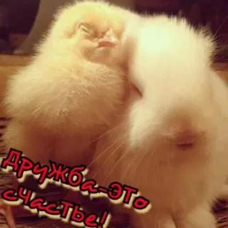 🔆 Дружба это счастье! persahabatan, kebahagiaan, anak ayam, kelinci, lucu, binatang telegram sticker