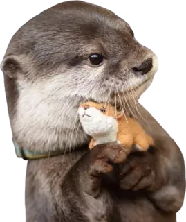 🐻 Wydra, Zwierzę, Słodki, Ssak, Dzikie zwierzę, Zabawka, Wydra morska telegram sticker