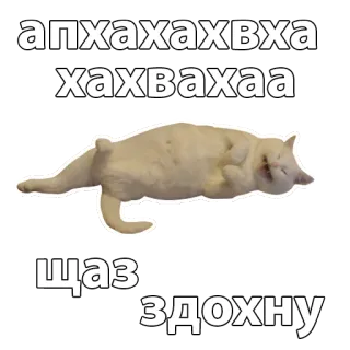 😂 апхахахахвха
хахвхаха
щаз
здохну cat, funny, meme whatsapp sticker