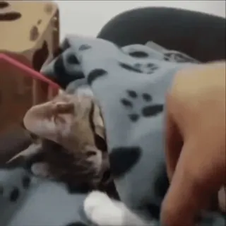 🤬 gato, animal, animal de estimação, fofo, gato doméstico whatsapp sticker