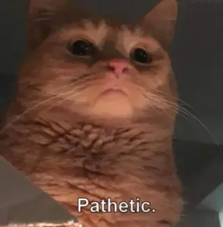 🐈 Pathetic. chat, chat roux, mème, pathétique, drôle, animal whatsapp sticker