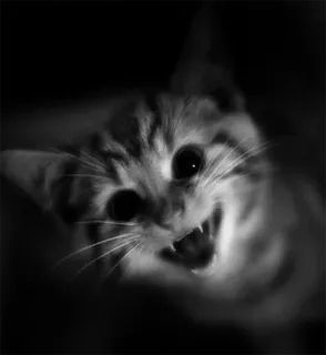🔗 gatto, gattino, aggressivo, animale, zanne, monocromatico telegram sticker