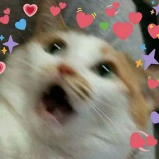 😊 gatto, cuori, carino, meme, animale, animale domestico telegram sticker