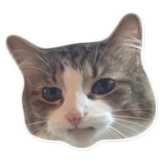 😒 chat, animal, animal de compagnie, mignon, domestique, félin telegram sticker