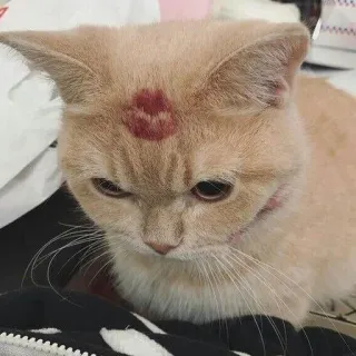 💋 kucing, cium, lipstik, hewan peliharaan, binatang, kucing domestik, felin telegram sticker