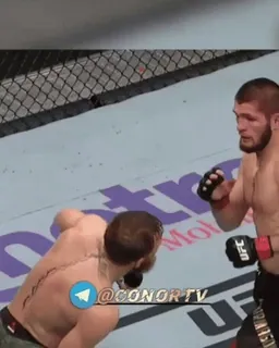 🦁 @CONORTV fighting, UFC, sports, combat, MMA telegram sticker