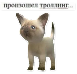 😥 произошел троллинг... cat, trolling, meme, funny, animal telegram sticker
