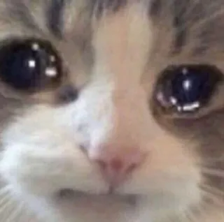 🐱 cat, sad, tears, crying, meme telegram sticker