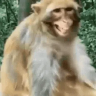 😁 monkey, animal, mammal, wildlife, nature telegram sticker