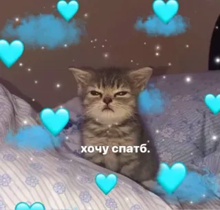 😴 хочу спать. 猫, 子猫, 可愛い, 眠い, ハート, ロシア telegram sticker