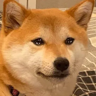 🥺 cane, shiba inu, animale domestico, animale, carino, mammifero telegram sticker