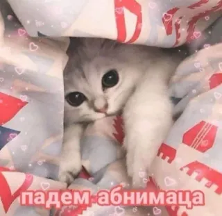 🤗 падем абнимаца แมว, น่ารัก, สัตว์, ลูกแมว whatsapp sticker