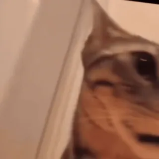 😱 猫, 宠物, 动物, 家猫, 猫科动物 whatsapp sticker