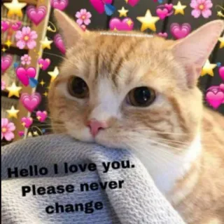 😋 Hello I love you. Please never change cat, kitten, love, cute, adorable, hearts, flowers telegram sticker