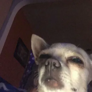 😶 perro, chihuahua, animal, mascota, lindo, gracioso telegram sticker