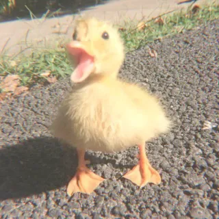 🦆 Patinho, Bebê pato, Pato amarelo, Animal fofo, Pássaro, Animal doméstico telegram sticker