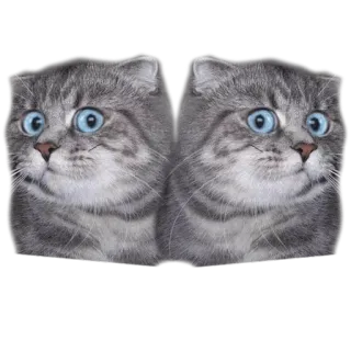 😱 แมว, สัตว์, สติกเกอร์, ตลก, น่ารัก, ตา, มีม telegram sticker