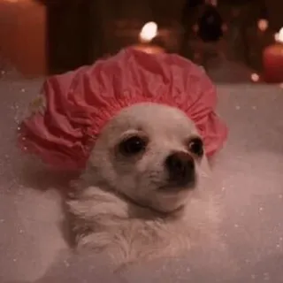 😐 hond, chihuahua, bad, badmuts, schattig, bubbels telegram sticker