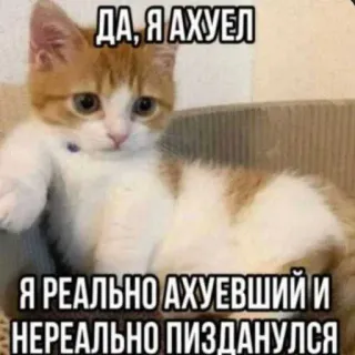 😔 ДА, Я АХУЕЛ
Я РЕАЛЬНО АХУЕВШИЙ И НЕРЕАЛЬНО ПИЗДАНУЛСЯ 猫, 表情包, 搞笑, 动物, 小猫, 俄语, 冒犯, 脏话 telegram sticker