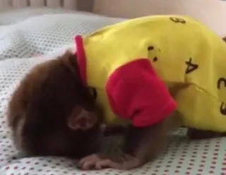 🙈 monkey, baby, animal, cute, adorable telegram sticker