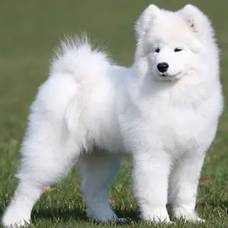 ❤️ Hund, Samojede, weiß, Welpe, süß, flauschig, Tier, Haustier telegram sticker