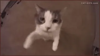 ❤️ CAT-GIFS.com chat, drôle, mignon, animal whatsapp sticker