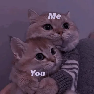 🌿 Me
You mèo, dễ thương, mối quan hệ, tình cảm, thú cưng, tình bạn, tình yêu telegram sticker