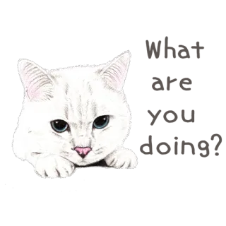 😳 고양이, 흰 고양이, 애완동물, 동물, 새끼 고양이, 귀여운, 집고양이 telegram sticker