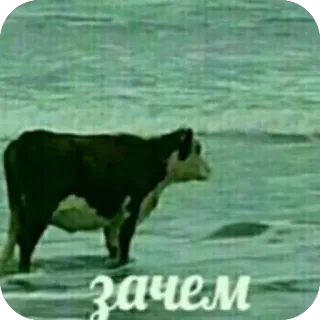 🫥 зачем cow, sea, ocean, why, meme, existential, water telegram sticker