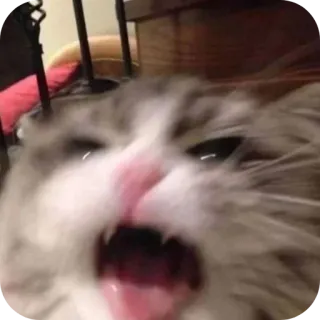 😡 chat, en colère, mème, animal de compagnie, félin, animal telegram sticker