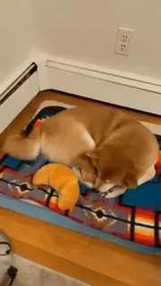 😴 犬, 柴犬, 睡眠, ペット, 動物, クロワッサン, おもちゃ telegram sticker