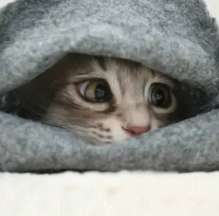 🐾 猫, かわいい, ペット, 動物, 子猫, 覗き見, グレー telegram sticker
