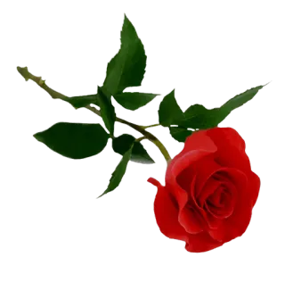 🌹 Rose, Blume, Rot, Natur, Pflanze, Blumenmuster whatsapp sticker