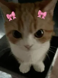 Больше стиков тут: @stikery4 whatsapp stickers