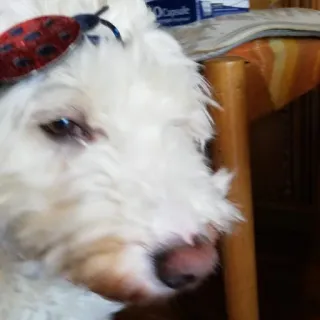 😑 cão, animal de estimação, animal, óculos, joaninha telegram sticker