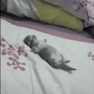 😵 cat, kitten, sleeping, animal, cute, domestic animal whatsapp sticker