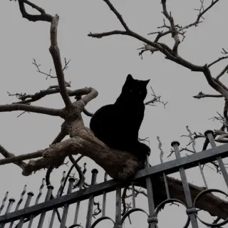 🐈‍⬛️ gatto, gatto nero, albero, recinto, animale telegram sticker