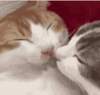 😘 gatti, baciare, animali, carino, amore, affetto telegram sticker