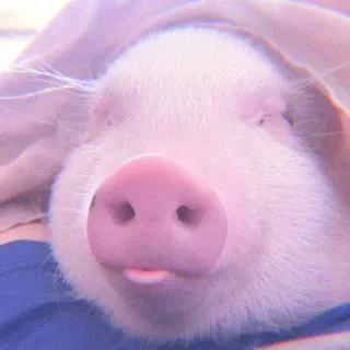🐽 pig, animal, cute, pink, tongue telegram sticker