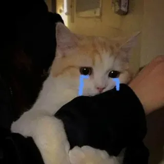 🥲 고양이, 울음, 슬픈, 눈물, 동물, 애완동물 telegram sticker