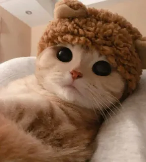 😅 кот, котёнок, милый, животное, питомец, шапка с плюшевым мишкой, домашнее животное telegram sticker