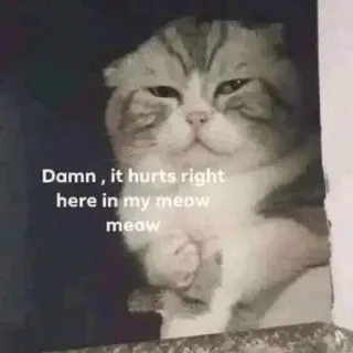 😢 Damn, it hurts right here in my meow meow cat, meme, funny, animal, pet, hurt, sad telegram sticker