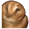 🐈⬛