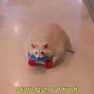 🛹 skate fast, eat trash енот, скейтбординг, мусор, животное, юмор, мем telegram sticker